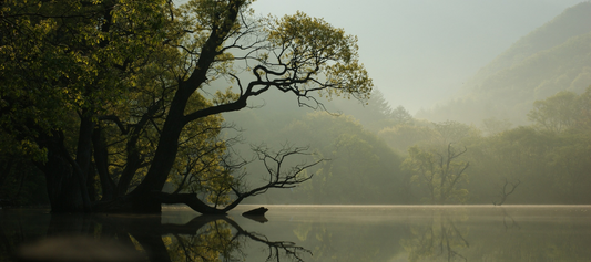 The Power of Natural Scents: How Natural Candles can Transform Our Mood